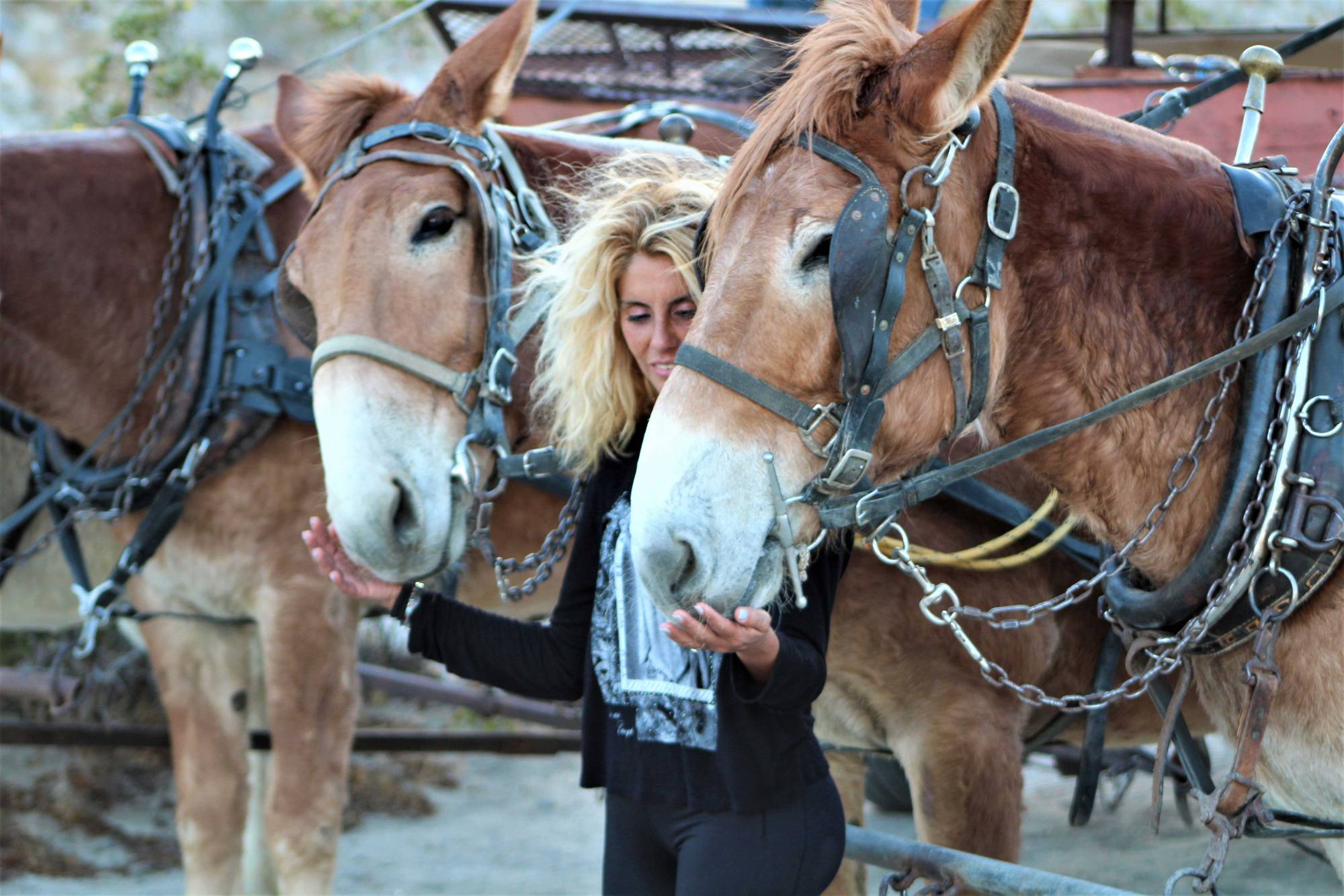 Scenic Wagon Rides in Palm Springs