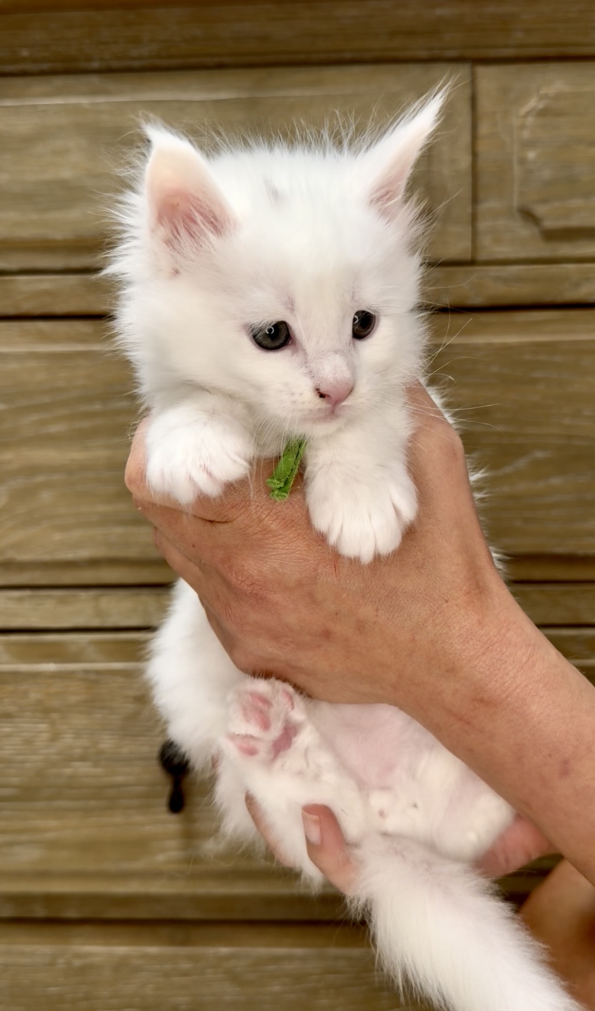 Green Collar