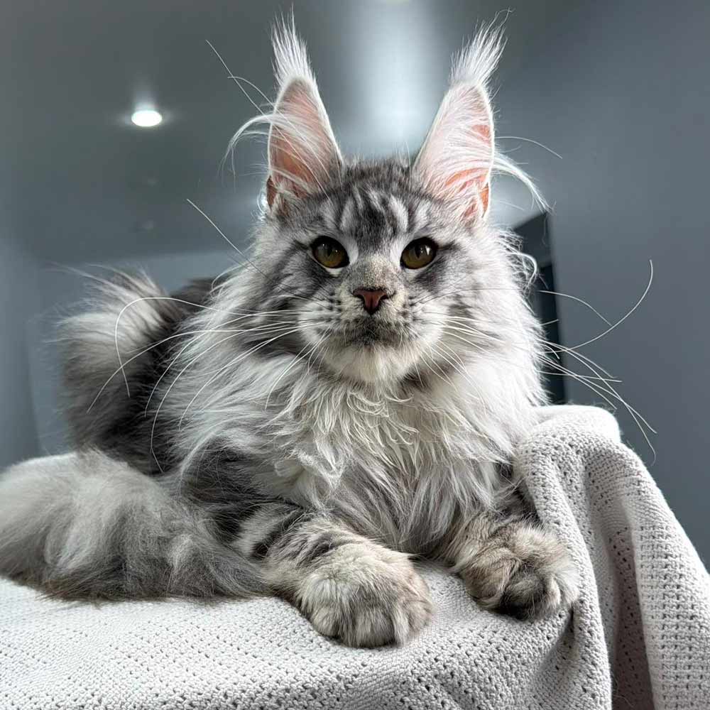 Our House of Maine Coons