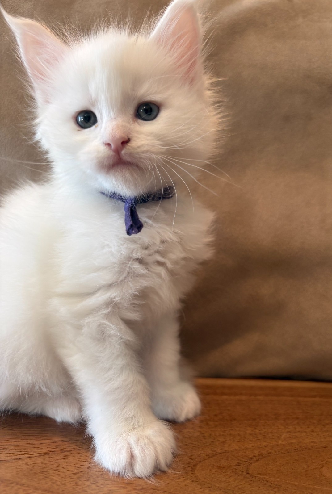 Purple Collar