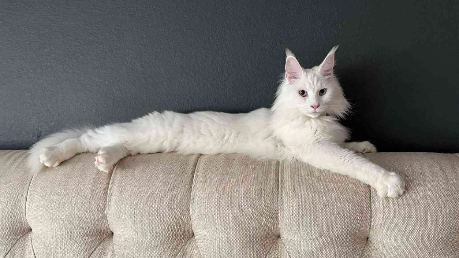 House of Maine Coons House of Maine Coons