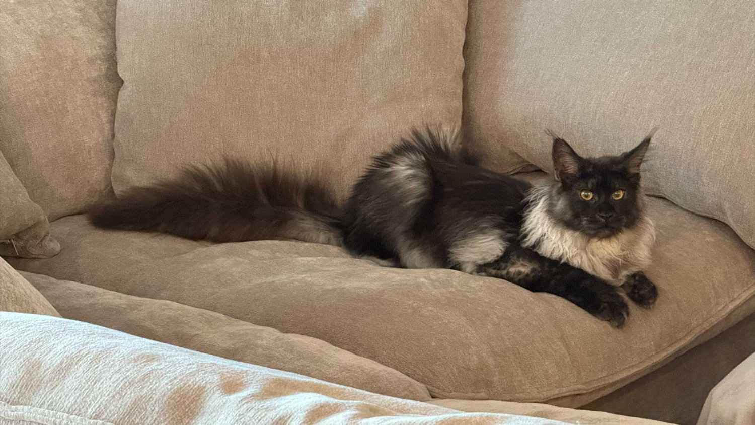 House of Maine Coons House of Maine Coons