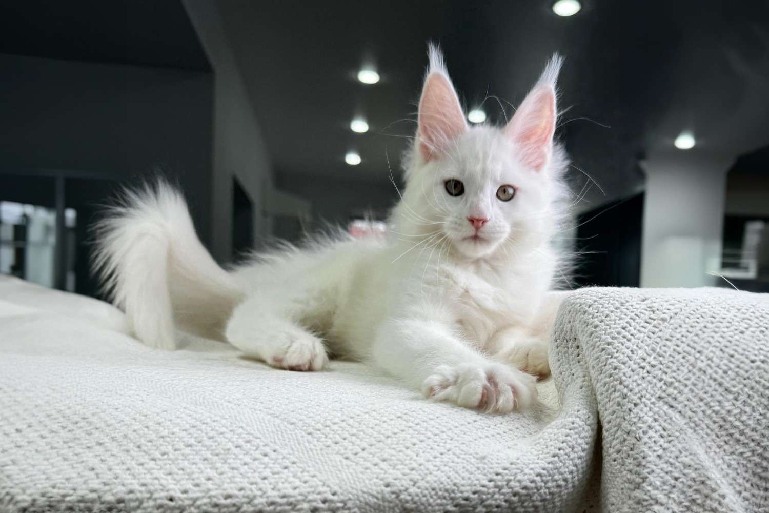 Welcome to our House of Maine Coons Welcome to our House of Maine Coons