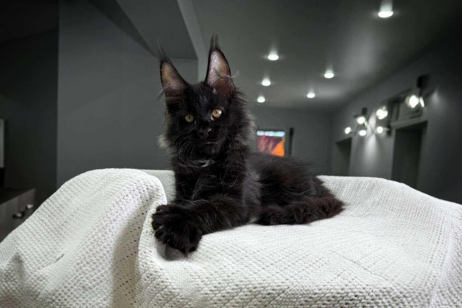 Welcome to our House of Maine Coons Welcome to our House of Maine Coons
