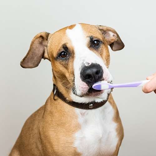 Doggy Dental Brushing