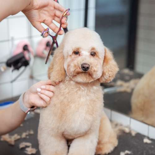 Pawfect Haircut