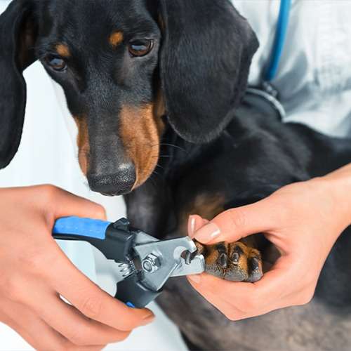 Ultimate Paw Care